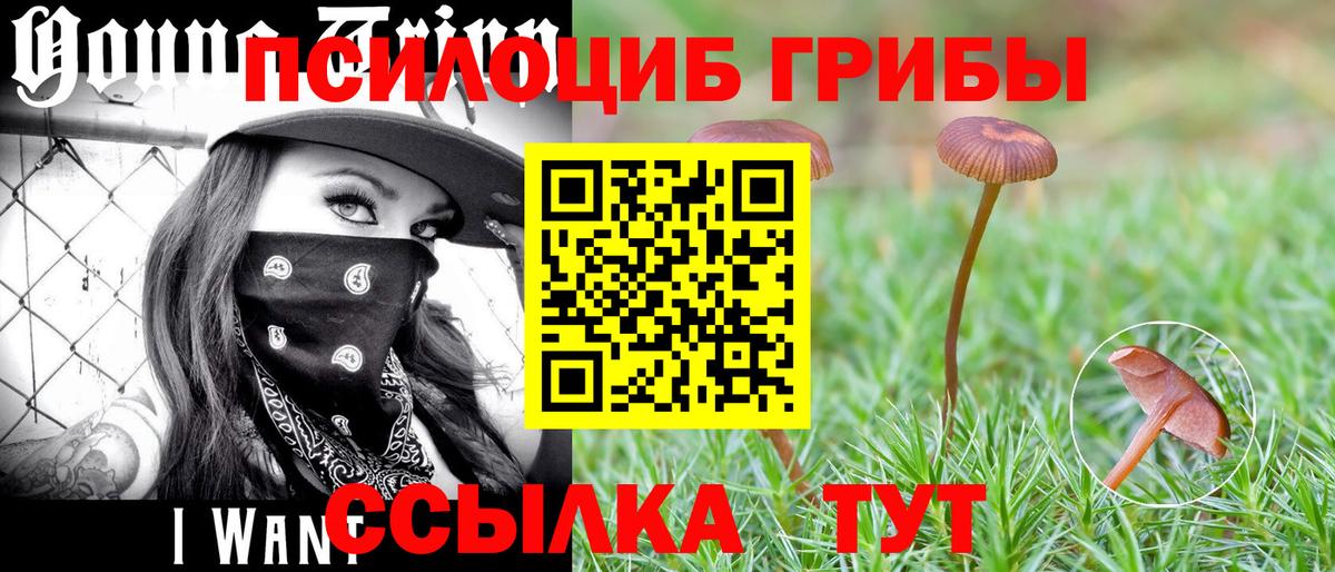 Солнечногорск  Галлюциногенные грибы Psilocybine cubensis  Вход с VPN 